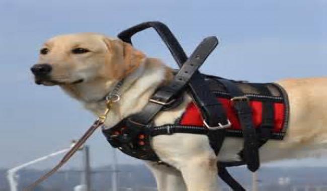 An image of golden lab with harness